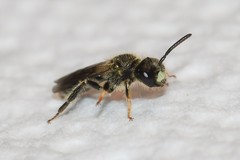 Panurginus polytrichus