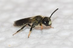 Panurginus polytrichus