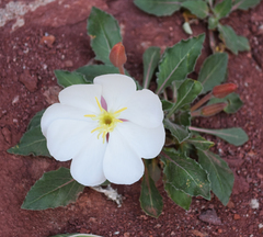 Oenothera albicaulis
