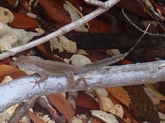 Anolis cristatellus wileyae