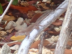 Anolis cristatellus wileyae