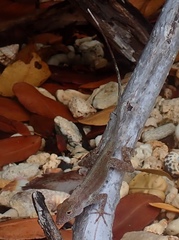 Anolis cristatellus wileyae