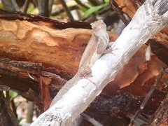 Anolis cristatellus wileyae