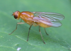 Psila