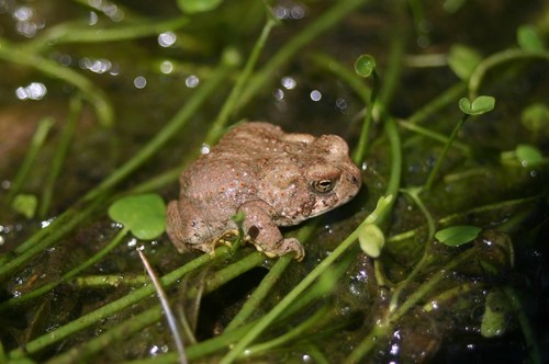 Anaxyrus mexicanus
