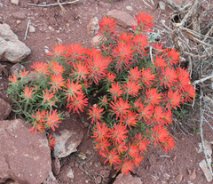 Castilleja scabrida