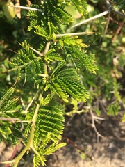 Vachellia kosiensis