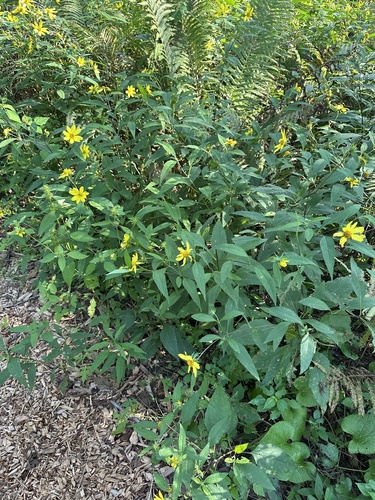 Image of Helianthus decapetalus by (c) Benny Albro, some rights reserved (CC BY)
