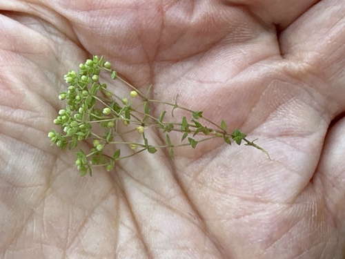 Image of Radiola linoides by (c) Mary E. Macaulay, P.Eng., some rights reserved (CC BY)