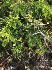 Vachellia kosiensis