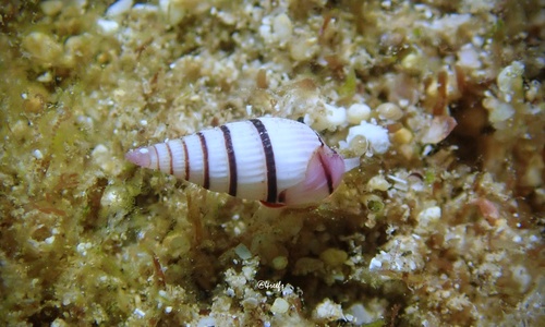Terenolla pygmaea observed 2024-07-12