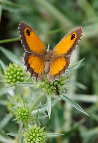Southern Gatekeeper