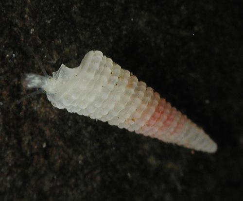 Bouchetriphora pallida observed 2007-10-31