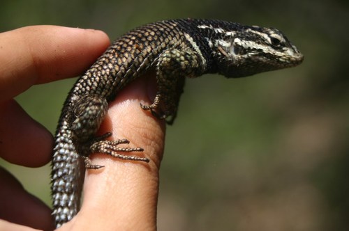 Yarrow's Spiny Lizard