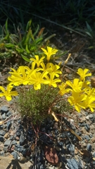 Oxalis capillacea