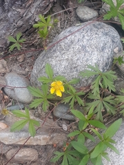 Potentilla flagellaris