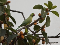 Psittacula krameri