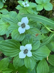 Cornus unalaschkensis