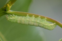 Orthosia hibisci