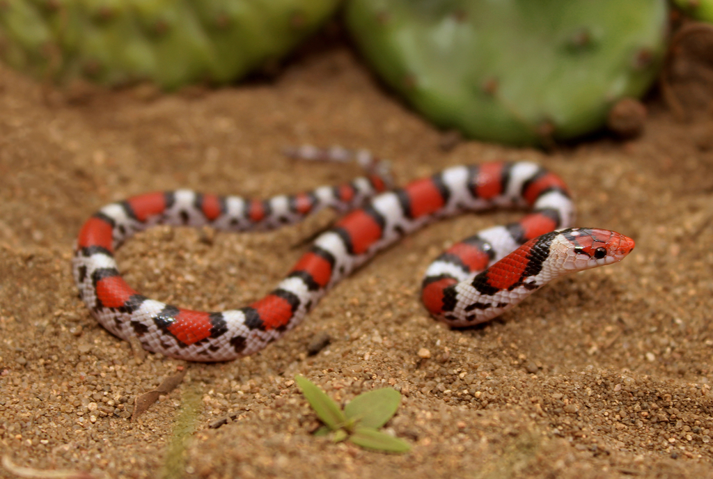 Scarlet Snake