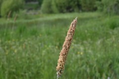 Eleocharis macrostachya