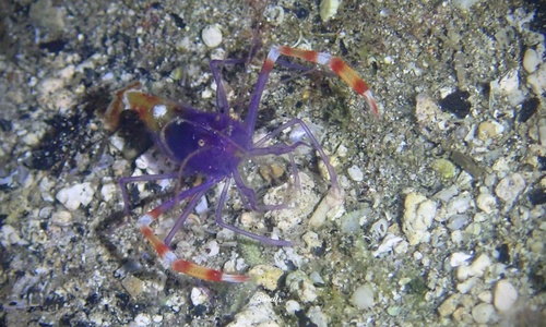 Stenopus tenuirostris, 2024-07-21