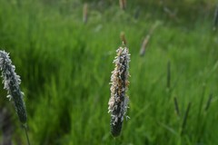 Eleocharis macrostachya