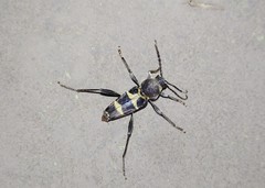 Xylotrechus rufilius