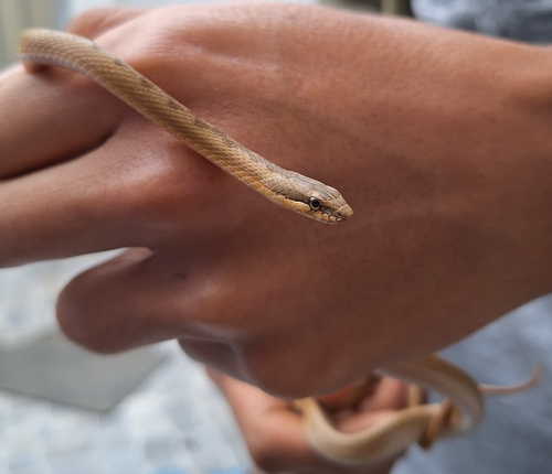 Andean Racer, Pseudalsophis elegans