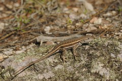 Sceloporus virgatus