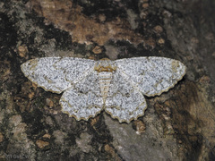Biston suppressaria