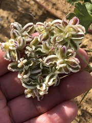 Cymopterus newberryi