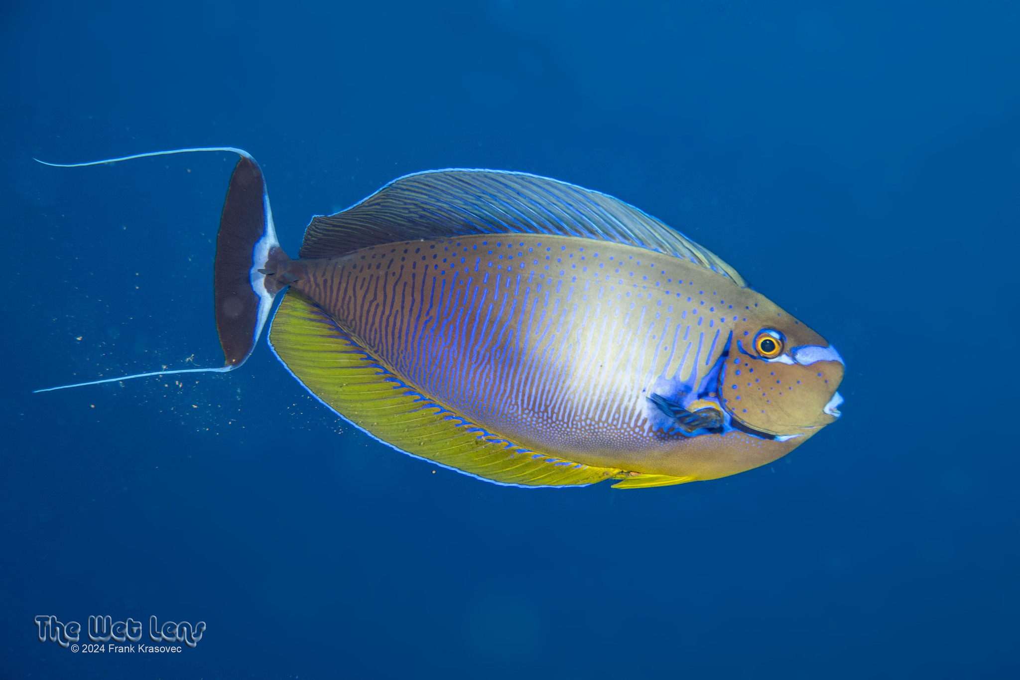 サザナミトサカハギ (Naso vlamingii) · iNaturalist