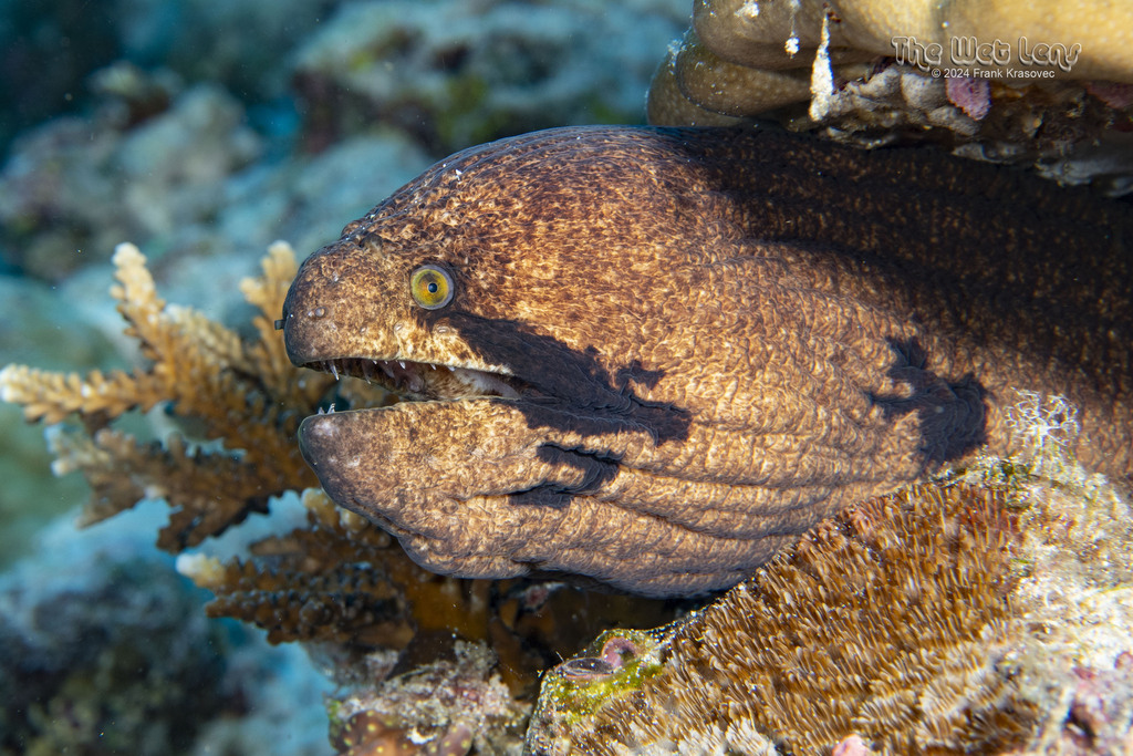 Blackcheek Moray