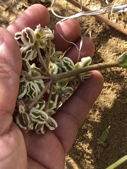 Cymopterus newberryi