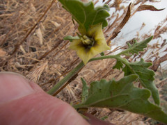 Physalis hederifolia