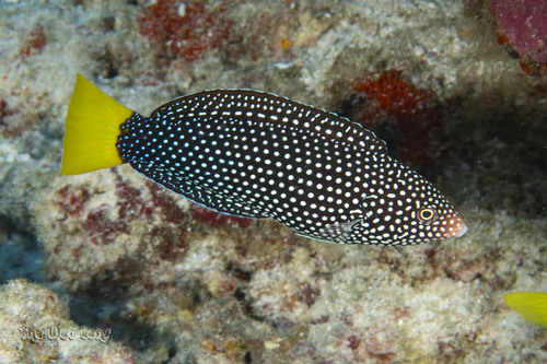 Yellowtail Wrasse — seen at this dive site
