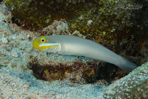 Valenciennea zaboae — seen at this dive site