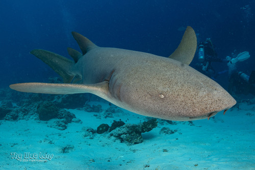Tawny Nurse Shark, photo 2 of 8