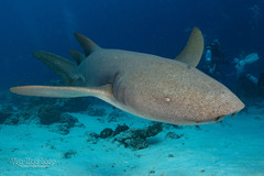 Tawny Nurse Shark photo 2