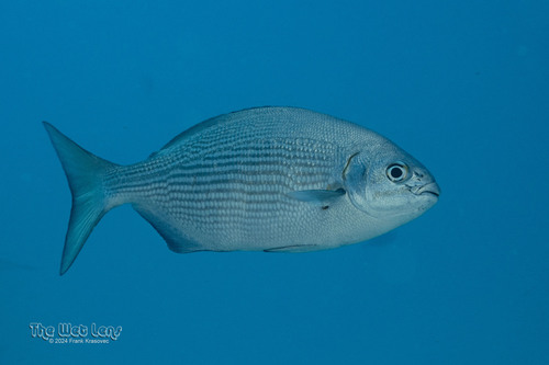 Brassy Drummer — seen at this dive site