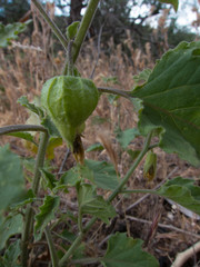 Physalis hederifolia