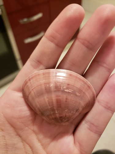 Rumenka (Callista chione)