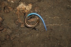 Plestiodon multilineatus