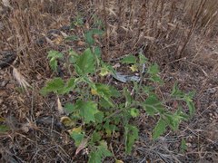 Physalis hederifolia