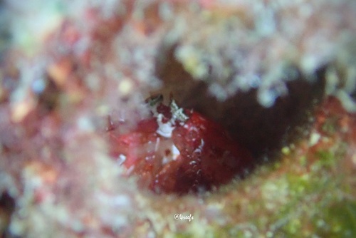 Echinosquilla guerinii, 2024-07-21