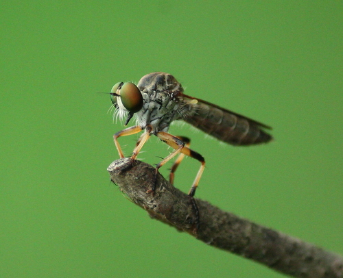 Ouachita Plumetop