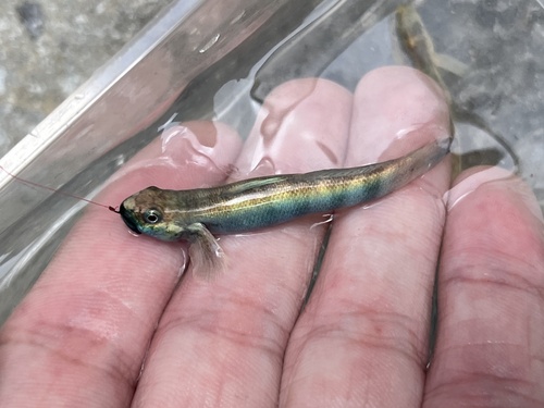 Spotted algae-eating goby (Sicydium punctatum) — Gobiidae — 2