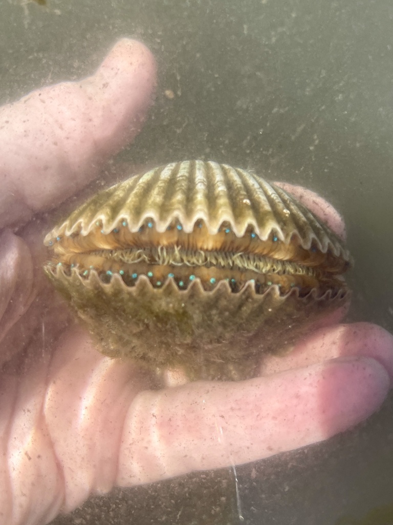 circular scallop
