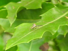 Epocilla